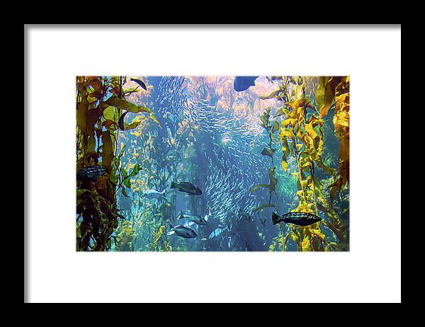 Fish Framed Print featuring the photograph Fish in the Kelp Forest by Bonnie Follett