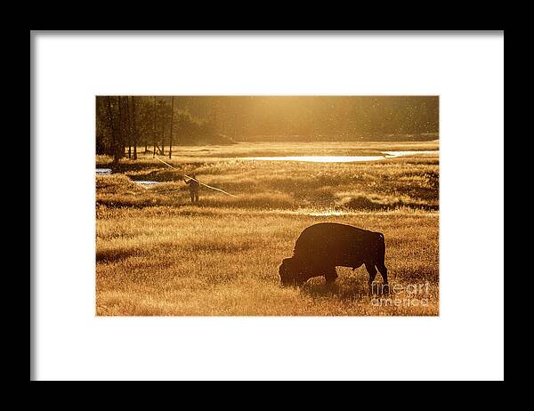 Bison Framed Print featuring the photograph Fisherman's Paradise by Maresa Pryor-Luzier