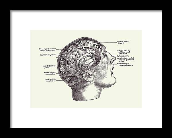 Brain Framed Print featuring the drawing Fissure Focused Brain Diagram - Vintage Anatomy 2 by Vintage Anatomy Prints