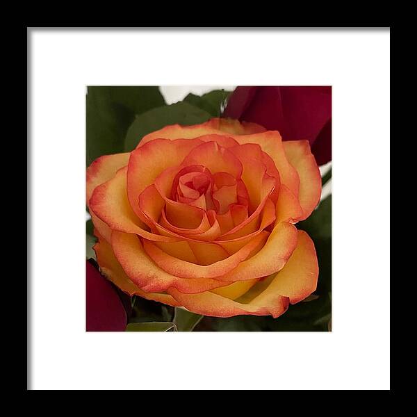 Rose Framed Print featuring the photograph Flaming Rose by Lisa White