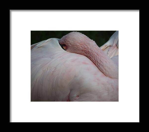 Flamingo Framed Print featuring the photograph Flamingo 4 by Christy Garavetto