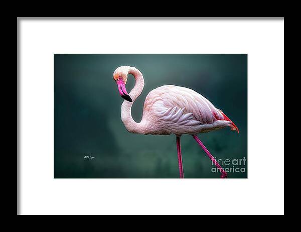 Birds Framed Print featuring the photograph Flamingo Artistry by DB Hayes
