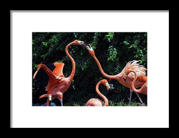 Photograph Framed Print featuring the photograph Flamingos by Larah McElroy