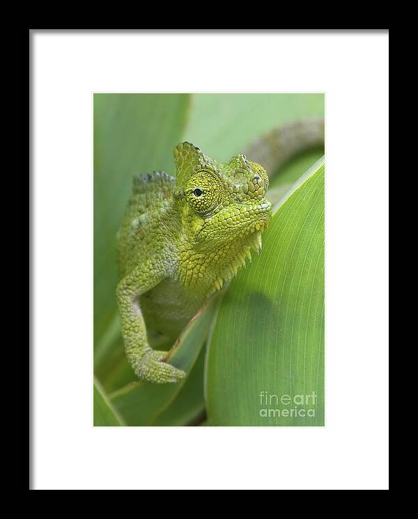 Chameleon Framed Print featuring the photograph Flap-necked Chameleon by Chris Scroggins