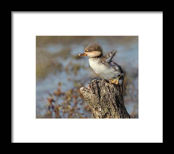Merganser Framed Print featuring the photograph Flap or Flight by Art Cole