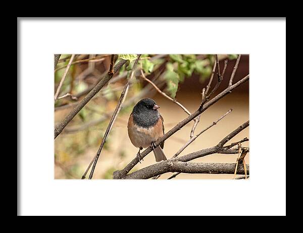 Bird Framed Print featuring the photograph Flashy Little Sparrow by Laura Putman