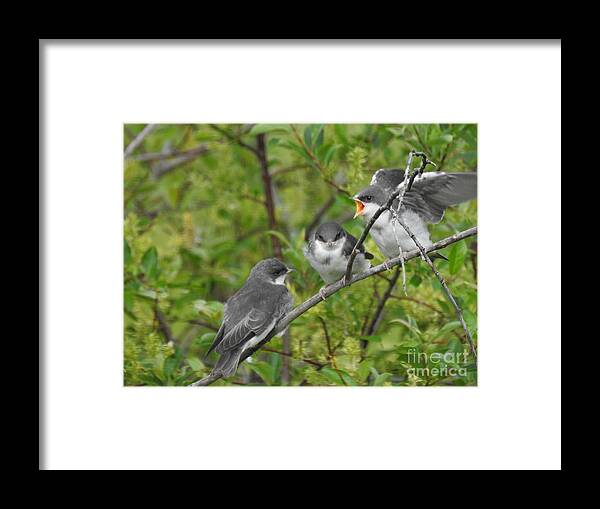 Tree Swallows Framed Print featuring the photograph Fledgling Tree Swallows by Nicola Finch