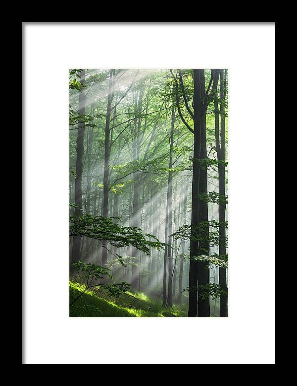 Fog Framed Print featuring the photograph Fleeting Beams by Evgeni Dinev