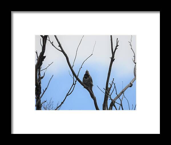 Northern Flicker Framed Print featuring the photograph Flicker by Amanda R Wright