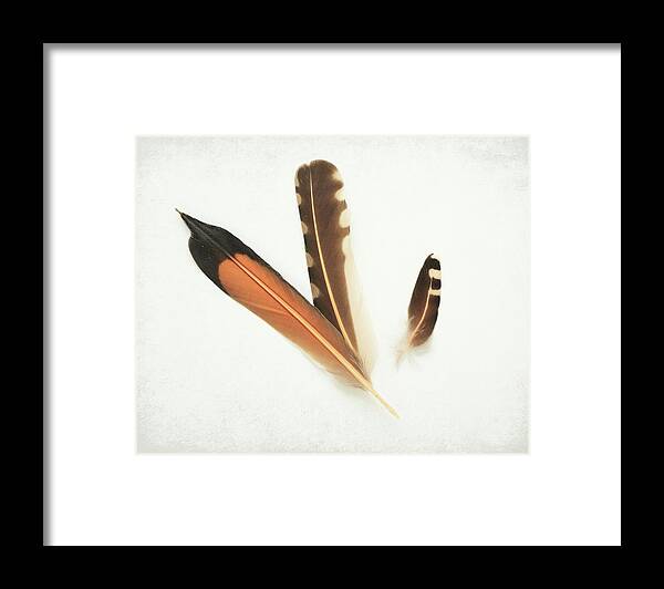 Flicker Feathers Framed Print featuring the photograph Flicker Family by Lupen Grainne