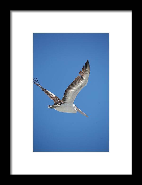 Birds Framed Print featuring the photograph Flight In Light by Lee Stickels