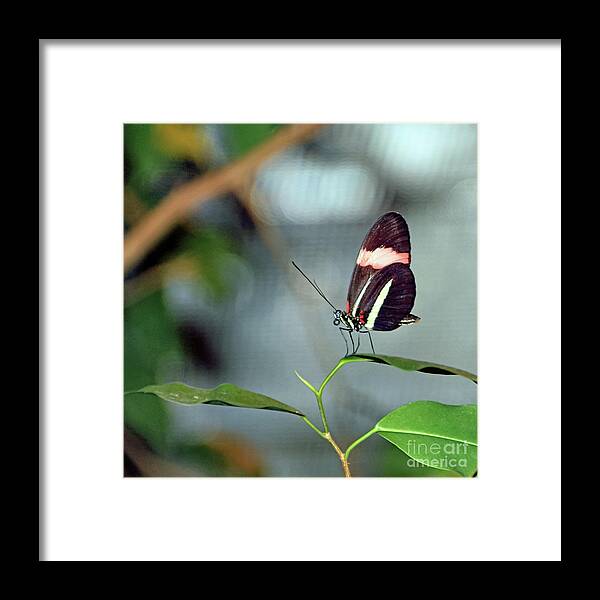 Butterfly Framed Print featuring the photograph Float Like A Butterfly by Tom Watkins PVminer pixs