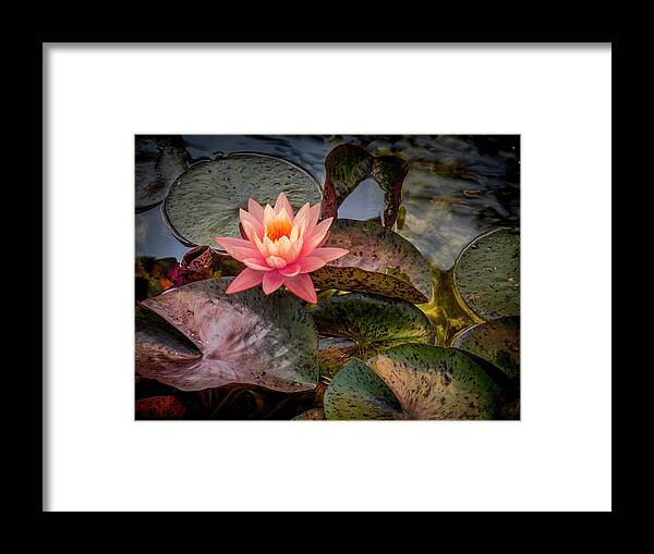 Floral Framed Print featuring the photograph Floating Above. by Usha Peddamatham
