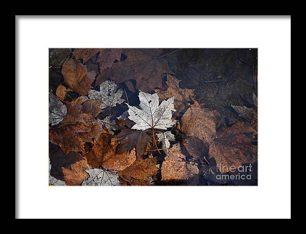 Fall Vibes Framed Print featuring the photograph Floating Anima D'Argento by Fantasy Seasons