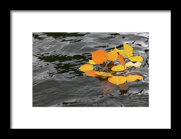 Autumn Framed Print featuring the photograph Floating Colors by Robin Valentine