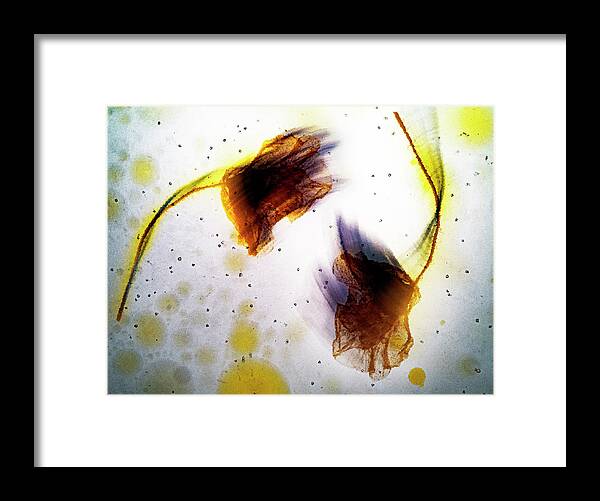 Poppy Framed Print featuring the photograph Floating dancers by Al Fio Bonina