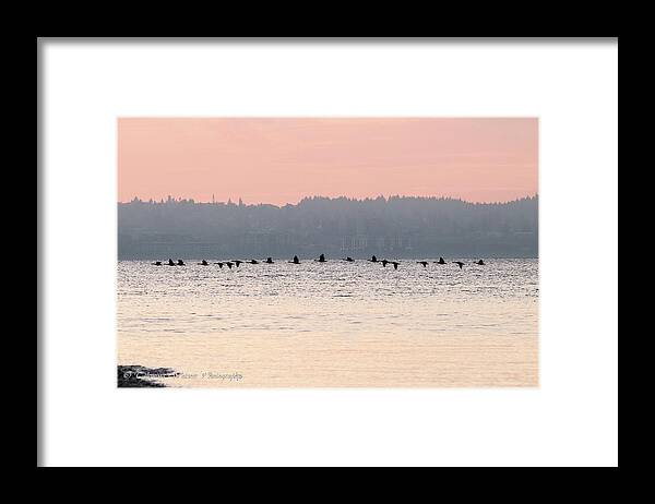 Ducks Framed Print featuring the photograph Flock of cormorants in flight by Tahmina Watson