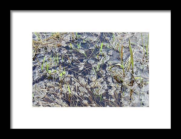 Grasses And Weeds Submerged Framed Print featuring the photograph Flood puddles by Nicola Finch
