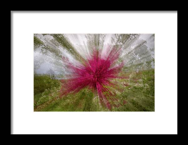 Icm Framed Print featuring the photograph Floral Fireworks - abstract zooming motion of flowering trees by Peter Herman