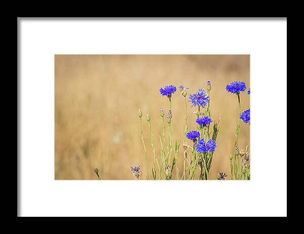 Flowers Blue Flowers Blossoms Bouquet Bachelor Buttons Wildflowers Nature Floral Bunch Of Flowers Plants Fragrance Blooms Flowering Blossoming Flourishes Framed Print featuring the photograph Florescence by Laura Putman