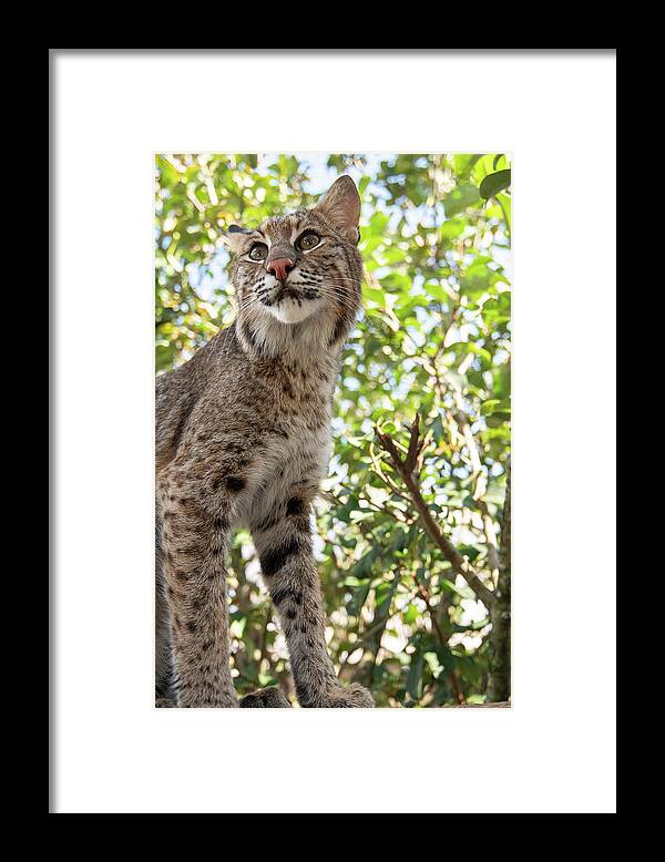 Cat Framed Print featuring the photograph Florida Bobcat by Carolyn Hutchins