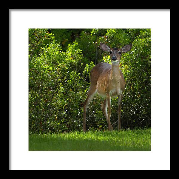 Deer Framed Print featuring the photograph Florida Deer by Larry Marshall