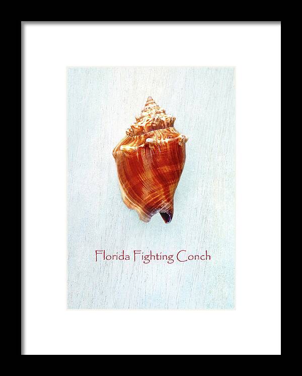 Florida Framed Print featuring the photograph Florida Fighting Conch II by Kathi Mirto
