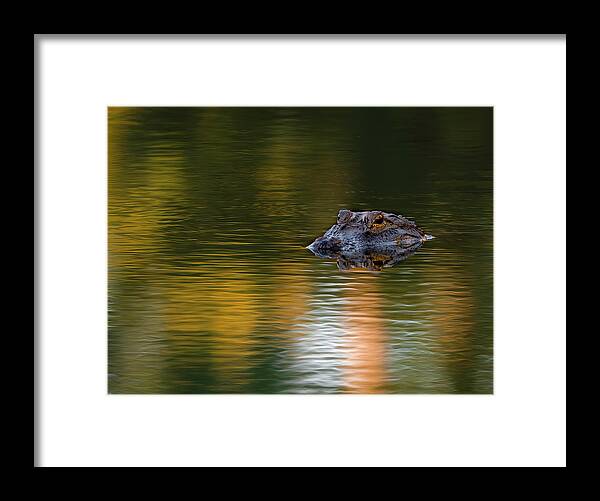 Aligator Framed Print featuring the photograph Florida Gator 4 by Larry Marshall