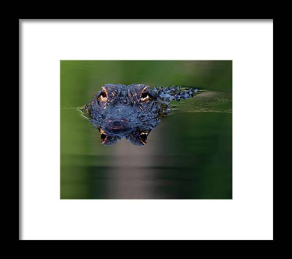 Aligator Framed Print featuring the photograph Florida Gator 5 by Larry Marshall