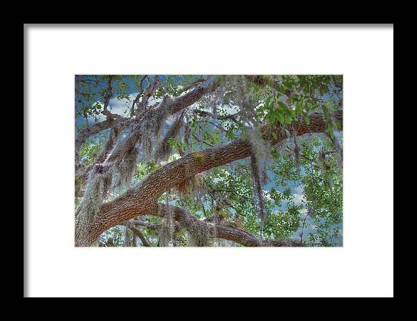 Florida Framed Print featuring the photograph Florida Woods by Richard Goldman