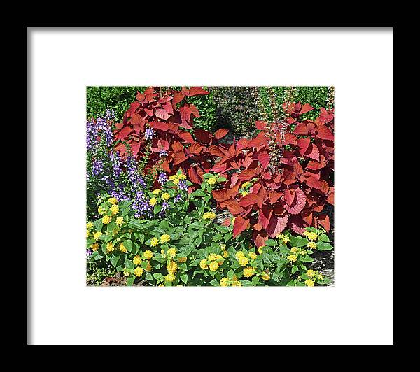Flower Bed Framed Print featuring the photograph Flower Bed by Roberta Byram