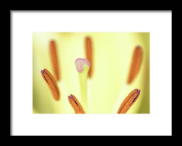 Flower Framed Print featuring the photograph Flower Close Up by Amelia Pearn