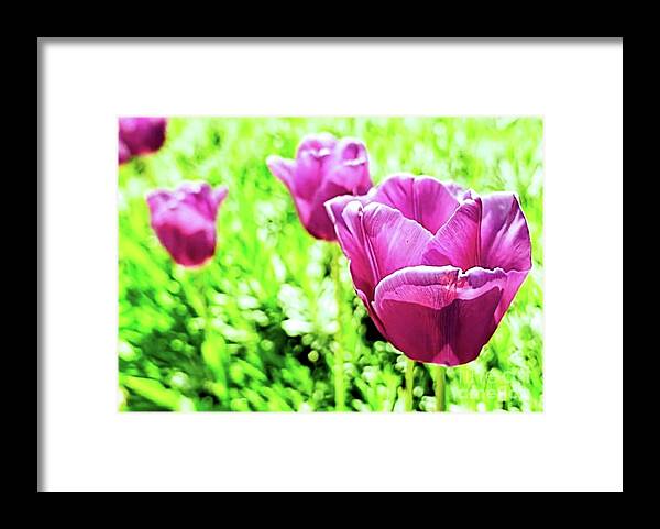 Flower Framed Print featuring the photograph Flower Collection by Yvonne Padmos