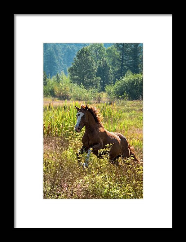 Equine Framed Print featuring the photograph Flower Folly by Pamela Steege