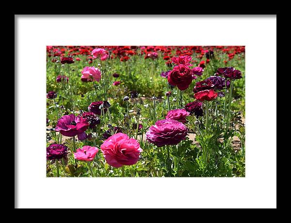 Flower Framed Print featuring the photograph Purple-Pink Giant Tecolote Ranunculus flowers by Bnte Creations