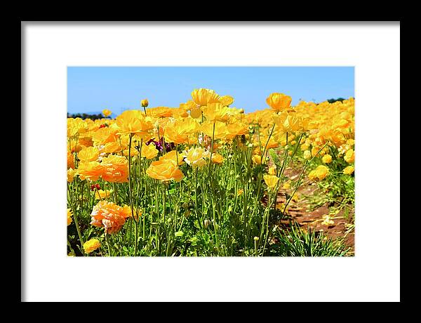 Flower Framed Print featuring the photograph Yellow Giant Tecolote Ranunculus flowers II by Bnte Creations
