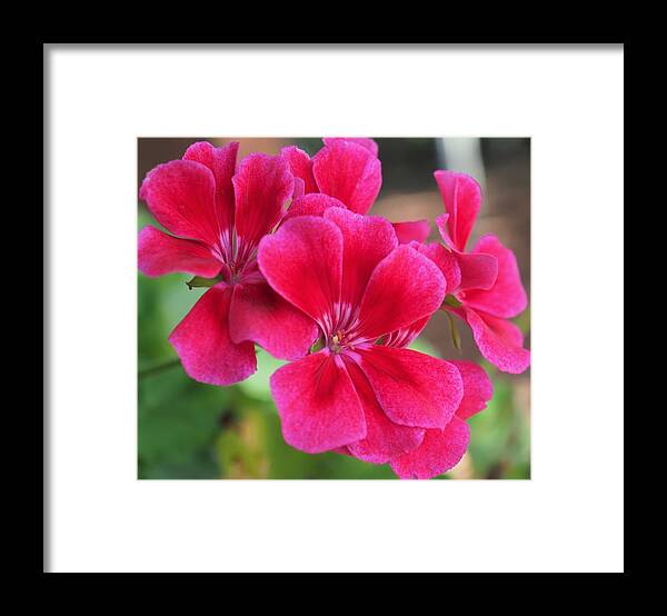 Red Framed Print featuring the photograph Flower in bloom 6 by C Winslow Shafer