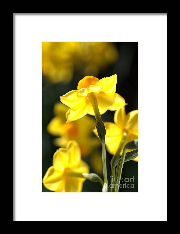 Floral Framed Print featuring the photograph Flower-jonquils-bulb-yellow by Joy Watson