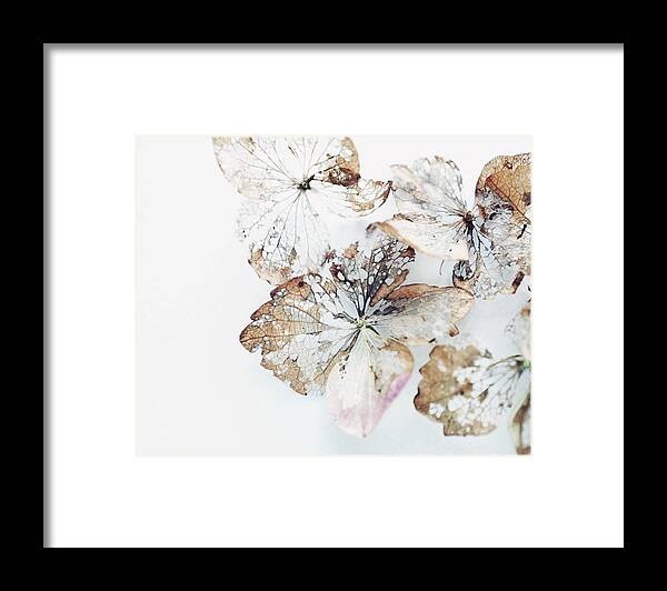 Hydrangea Flowers Framed Print featuring the photograph Flower Lace by Lupen Grainne