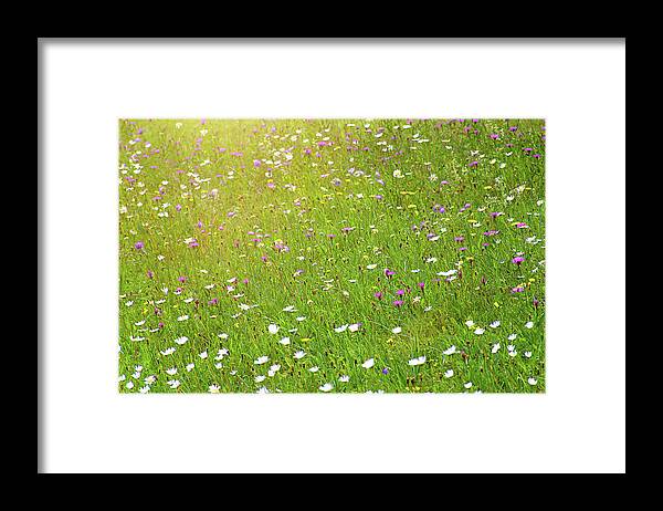Idyllic Framed Print featuring the photograph Flower meadow in sunlight by Bernhard Schaffer