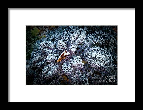 Kale Framed Print featuring the photograph Flower of the Frost by Marilyn Cornwell