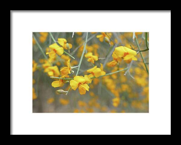 Flowers Framed Print featuring the photograph Flower Shower by Maryse Jansen