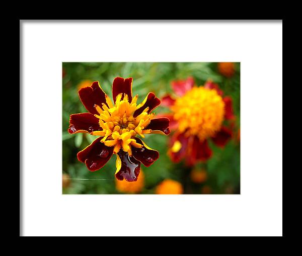 Flower Framed Print featuring the photograph Flower by Tanja Leuenberger