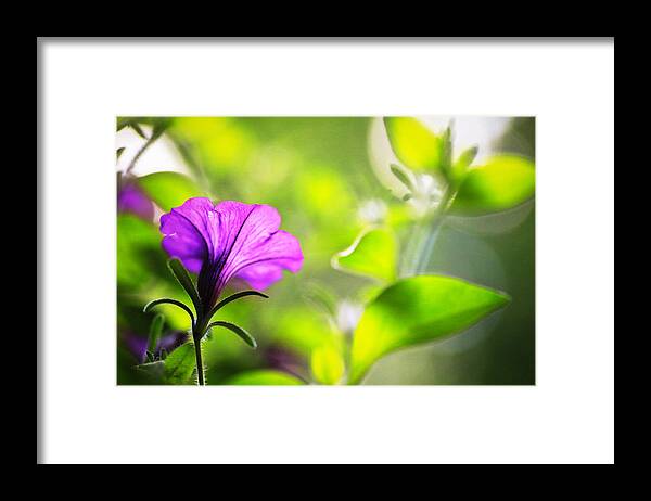 Purple Framed Print featuring the photograph Flower Through Sunlight by Carol Jorgensen