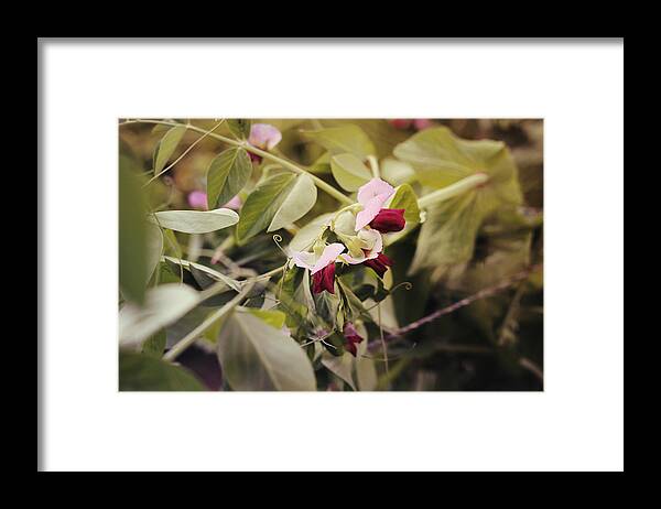 Outdoors Framed Print featuring the photograph Flowering bush beans by Lisa Schaetzle