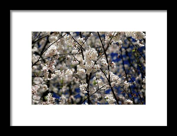 Flowering Cherry Framed Print featuring the photograph Flowering Cherry Blossoms by Richard Krebs