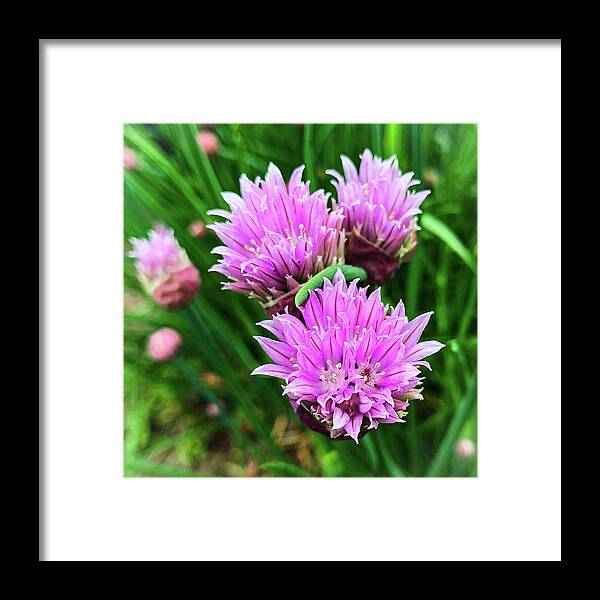 Chives Framed Print featuring the photograph Flowering Chives by Jim Feldman