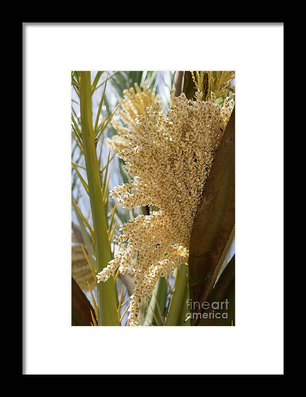 Date Palm Framed Print featuring the photograph Flowering date palm and sunlight by Adriana Mueller