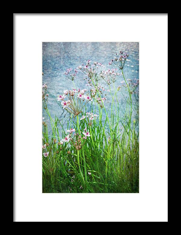 Flowers Framed Print featuring the photograph Flowering Rush by Mary Lee Dereske