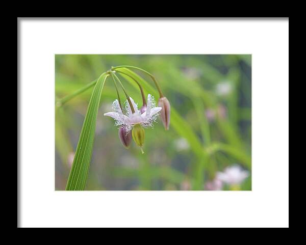 Plants Framed Print featuring the photograph Flowering Wombat Berry by Maryse Jansen